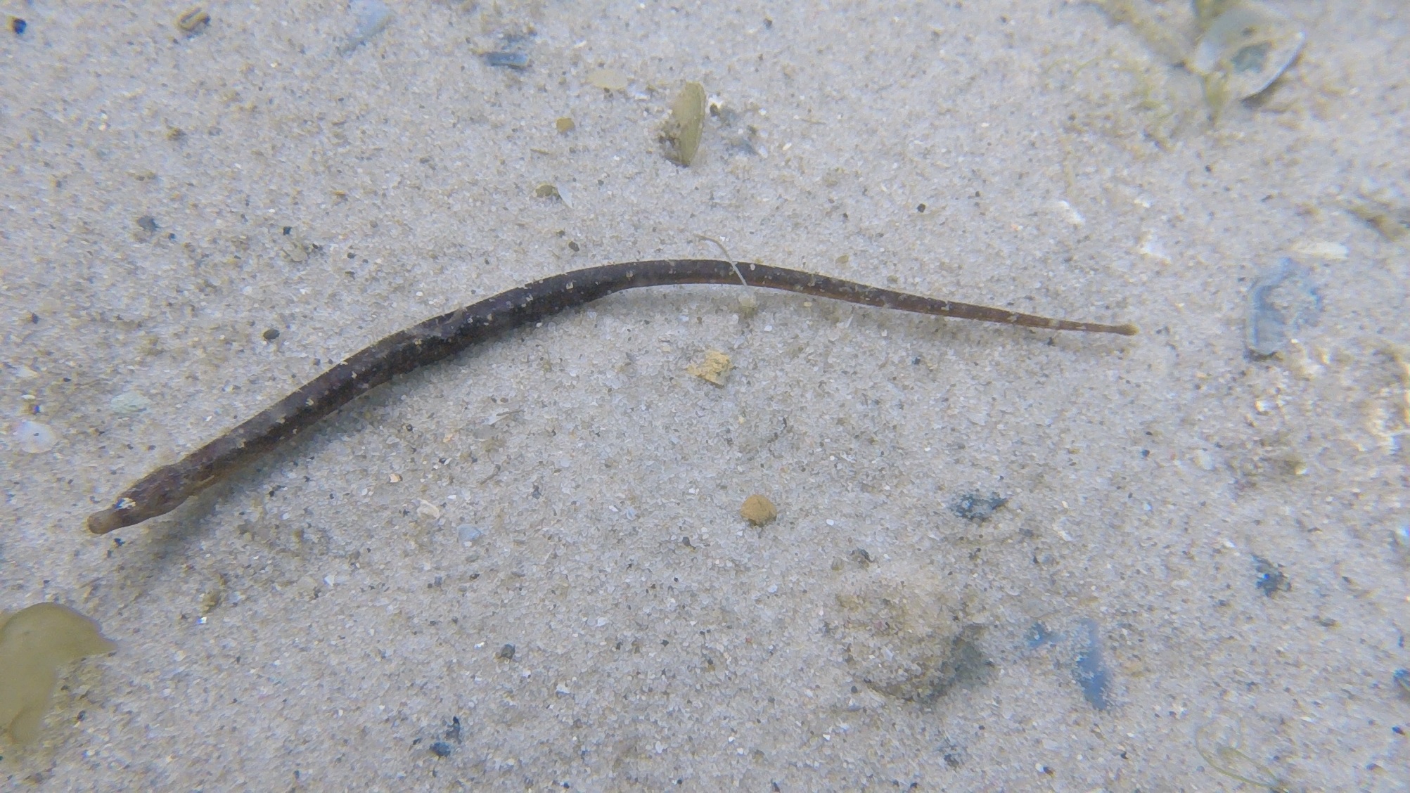 (Campichthys) Род КАМПИХТЫ 4 вида